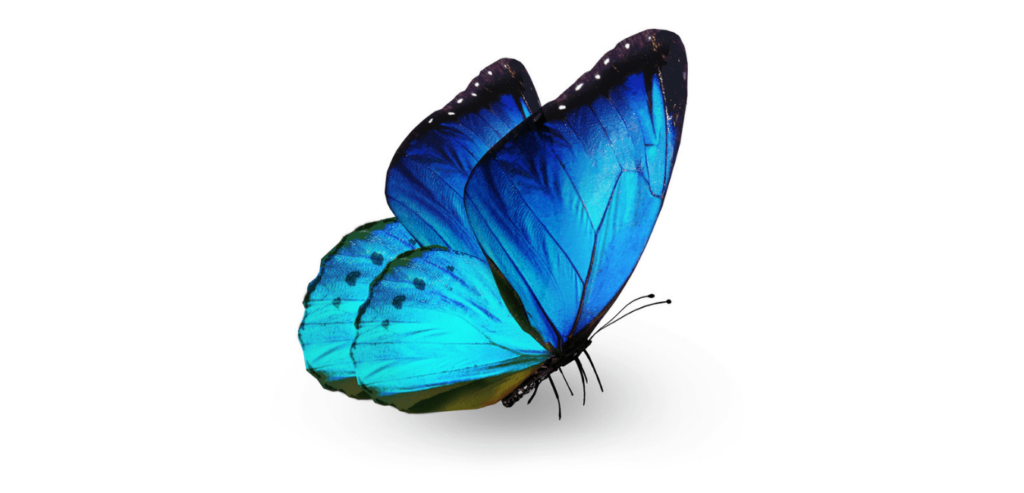 blue butterfly transformation